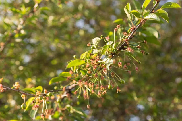 Sophora